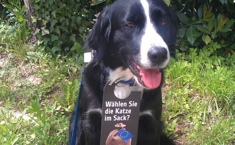 Hund als Aktionsassistentin
