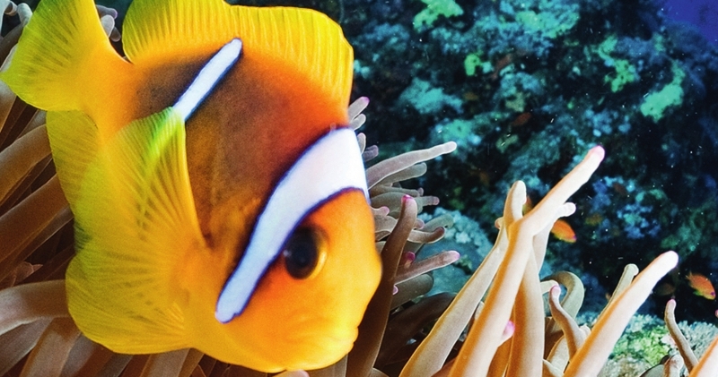 Ein Clownfisch im Great Barrier Reef