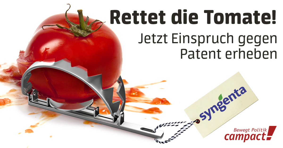 Mit einem Masseneinspruch kippen wir Syngentas Patent auf eine Tomate