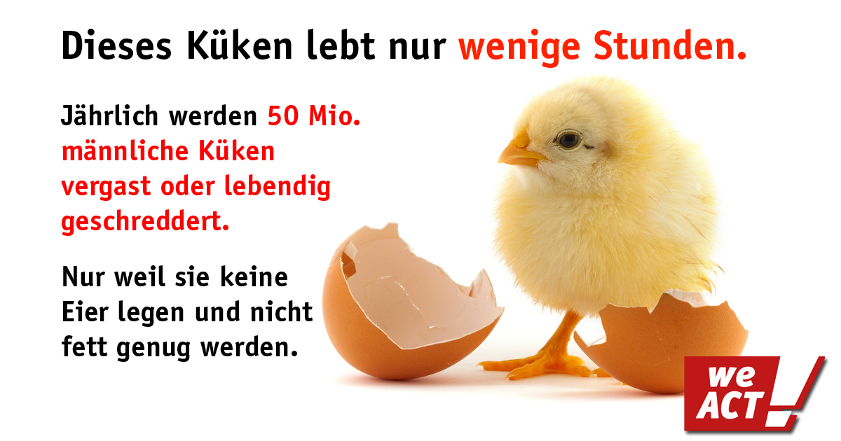 Männliche Küken leben nur wenige Stunden, dann werden sie geschreddert oder vergast. Grafik: WeAct