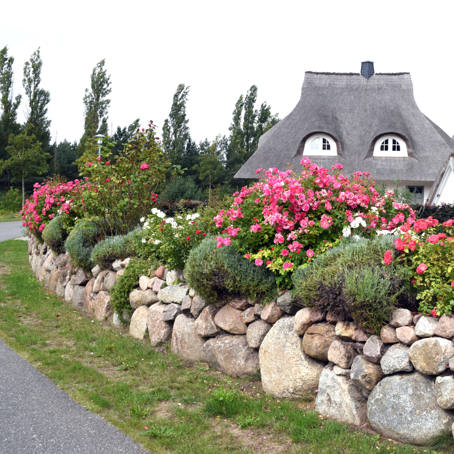 Ein Friesenwall ist die norddeutsche Variante einer Trockenmauer. Sie wird aus unterschiedlich großen Findlingen aufgeschichtet.