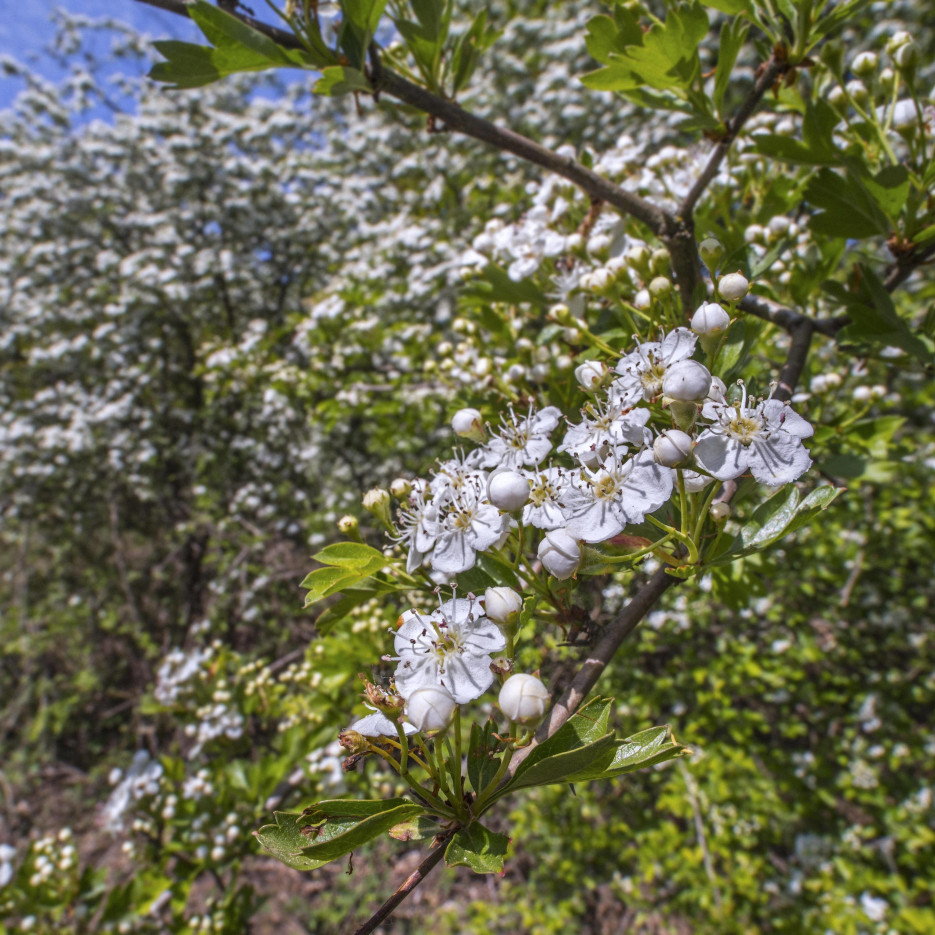 Das Foto zeigt einen blühenden Weißdorn-Busch mit vielen kleinen weißen Blüten.
