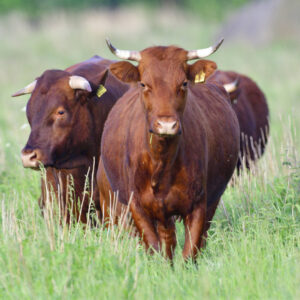 Rotes Höhenvieh auf einer Wiese.