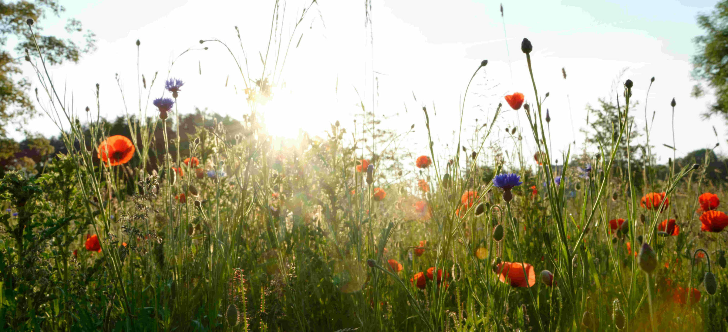 Foto von einer Blumenwiese voller wildgewachsener Mohn- und Kornblumen.
