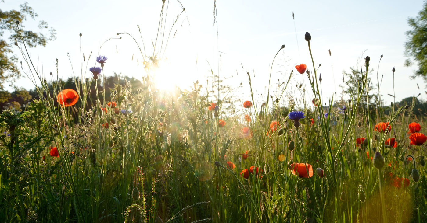 Bienensterben: Jetzt kostenlos Blumensamen bestellen