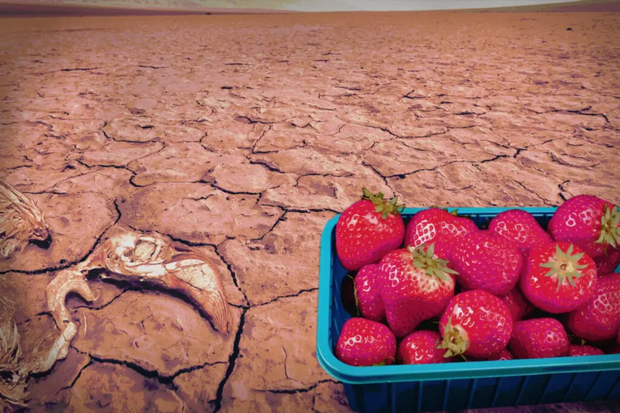 Auf ausgetrocknetem Boden steht eine Erdbeerschale.
