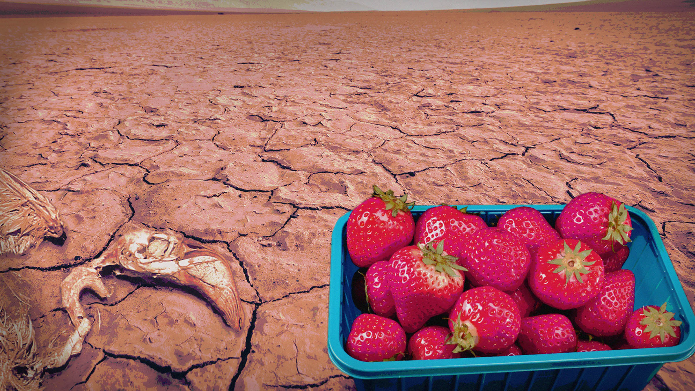 Keine Dürre-Erdbeeren in deutschen Supermärkten!