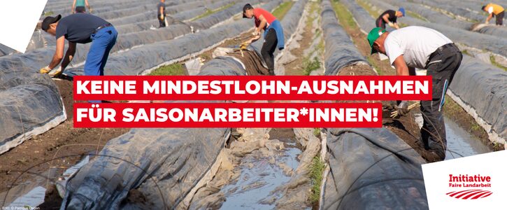 Das Bild zeigt ein Spargelfeld. Die Erdhügel-Reihen sind mit Planen abgedeckt. Zwischen den Reigen stehen Personen, die den Spargel ernten. 